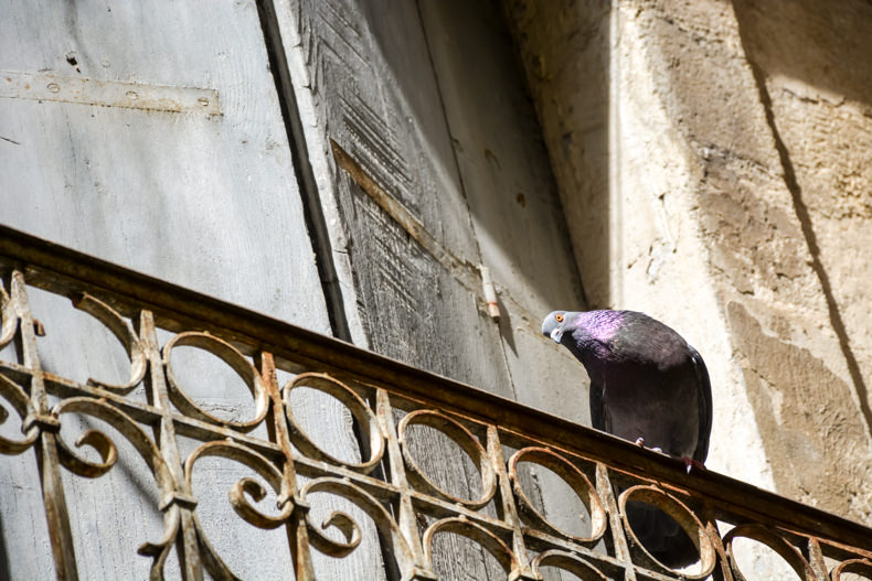 Sommières pigeons