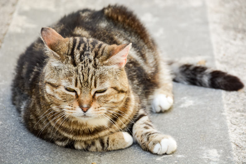 Sommières chat