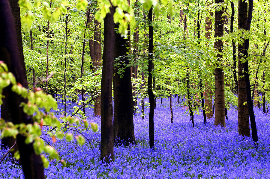 Hallebors forêt enchantée lieux secrets et insolites