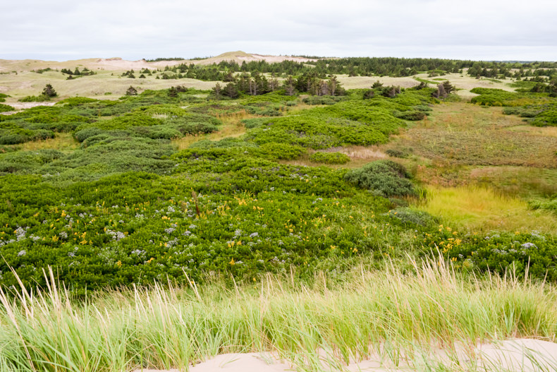 sentier des dunes Greenwich