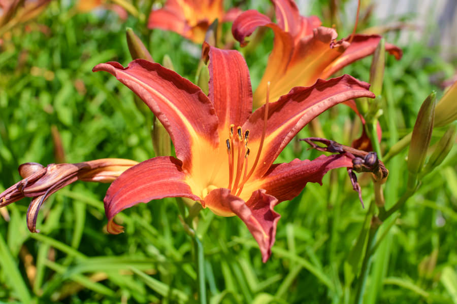 Fleurs Baluchon Éco-villégiature