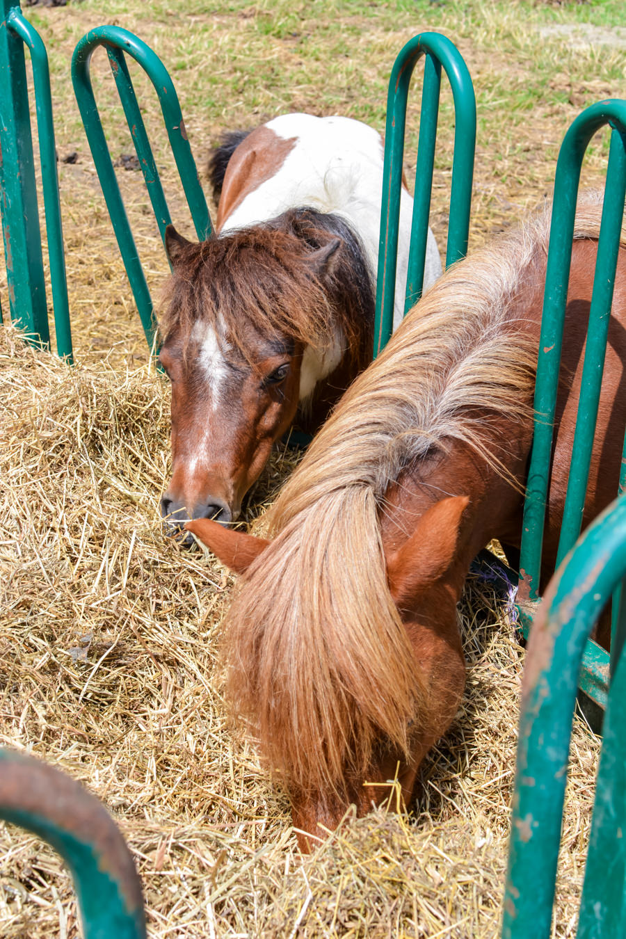 Chevaux Baluchon Éco-villégiature