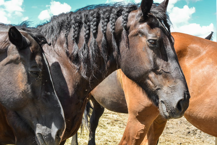 Chevaux Baluchon Éco-villégiature