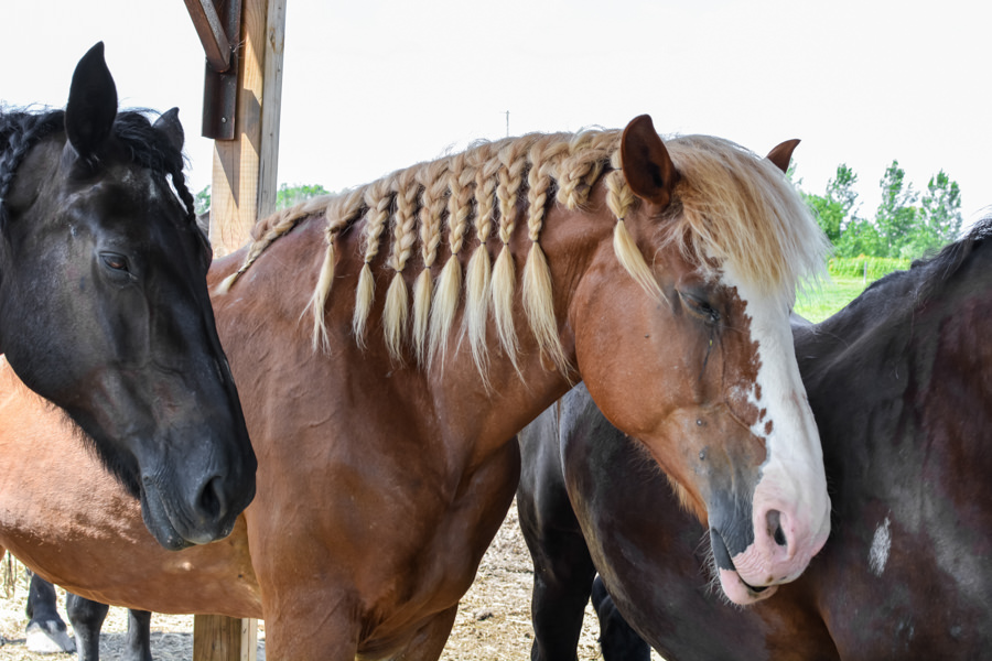 Chevaux Baluchon Éco-villégiature