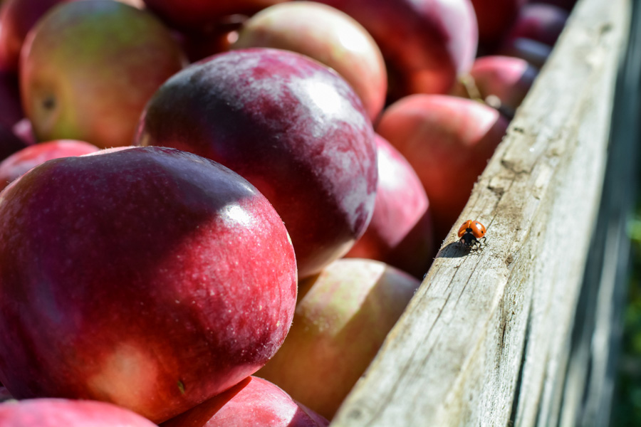 Labonté de la pomme