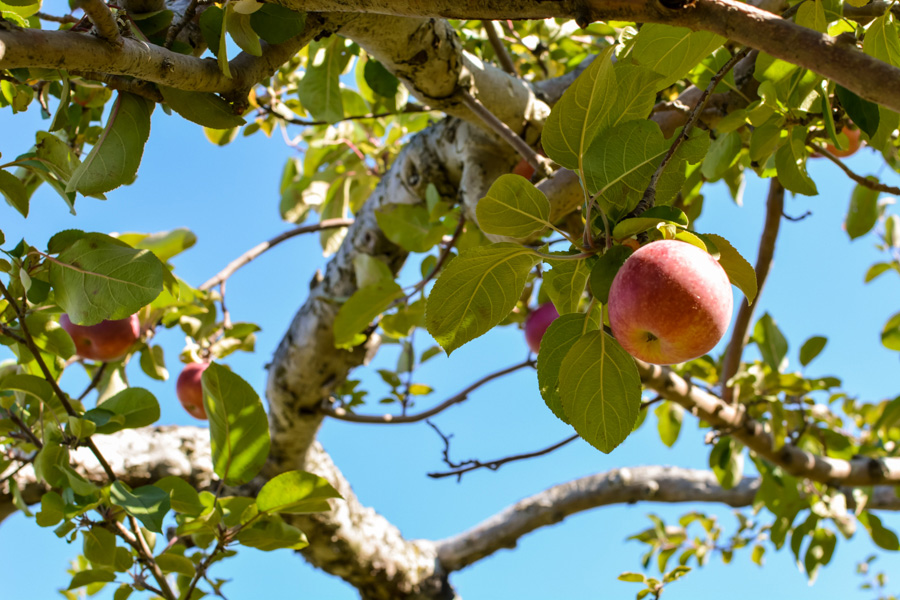 Labonté de la pomme