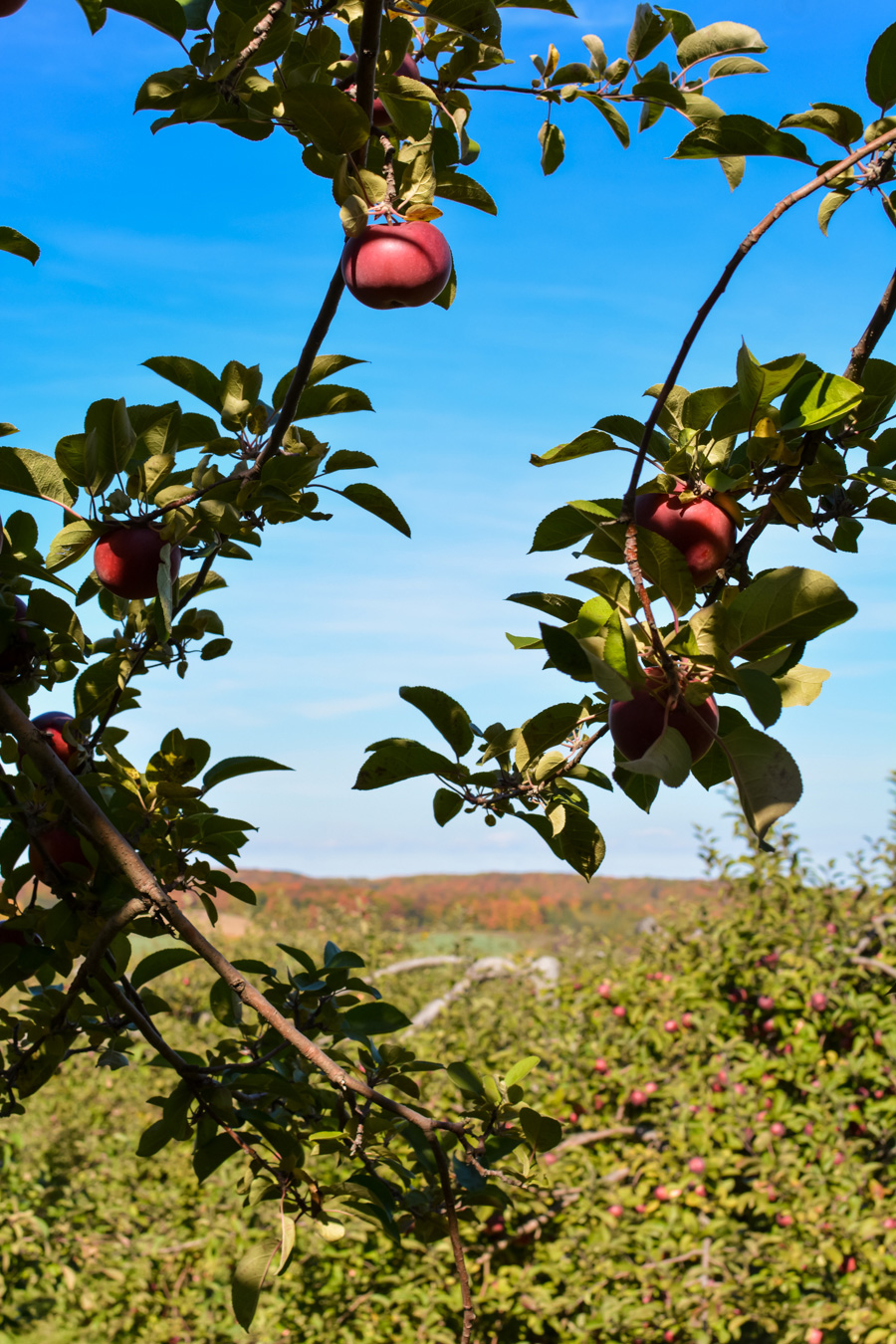 Labonté de la pomme autocueillette