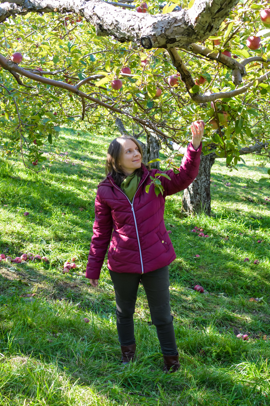 Labonté de la pomme