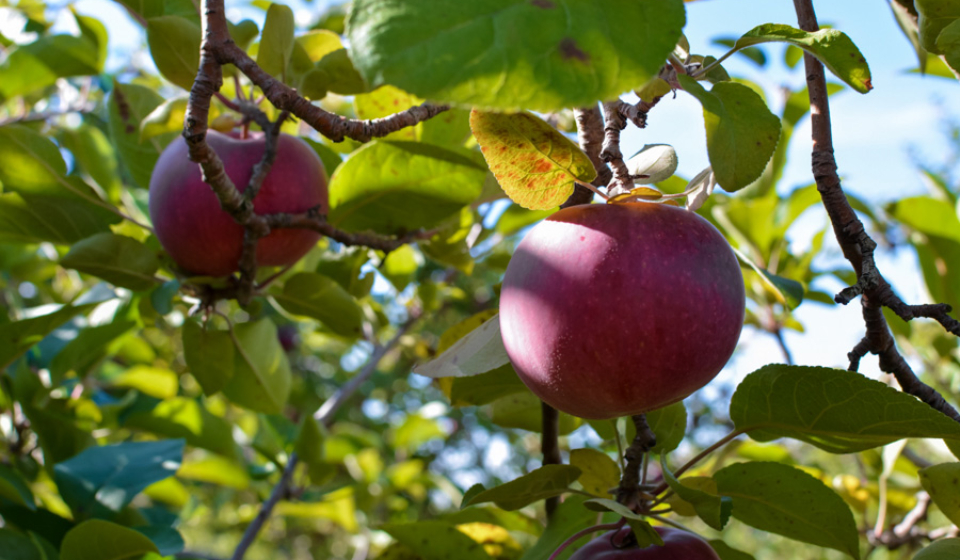 Labonté de la pomme autocueillette