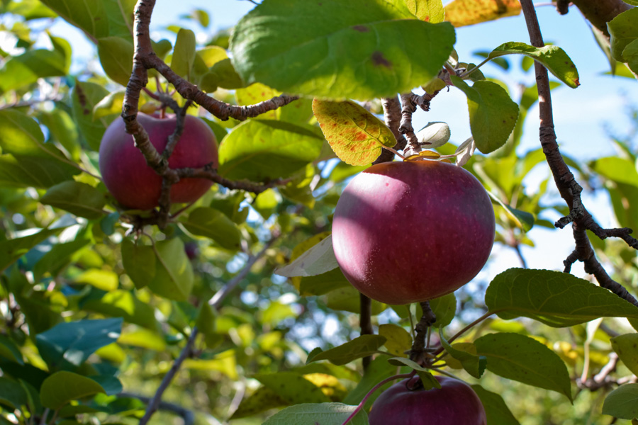 Labonté de la pomme autocueillette