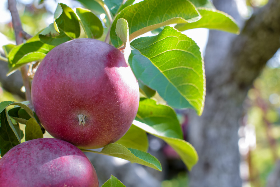 Labonté de la pomme