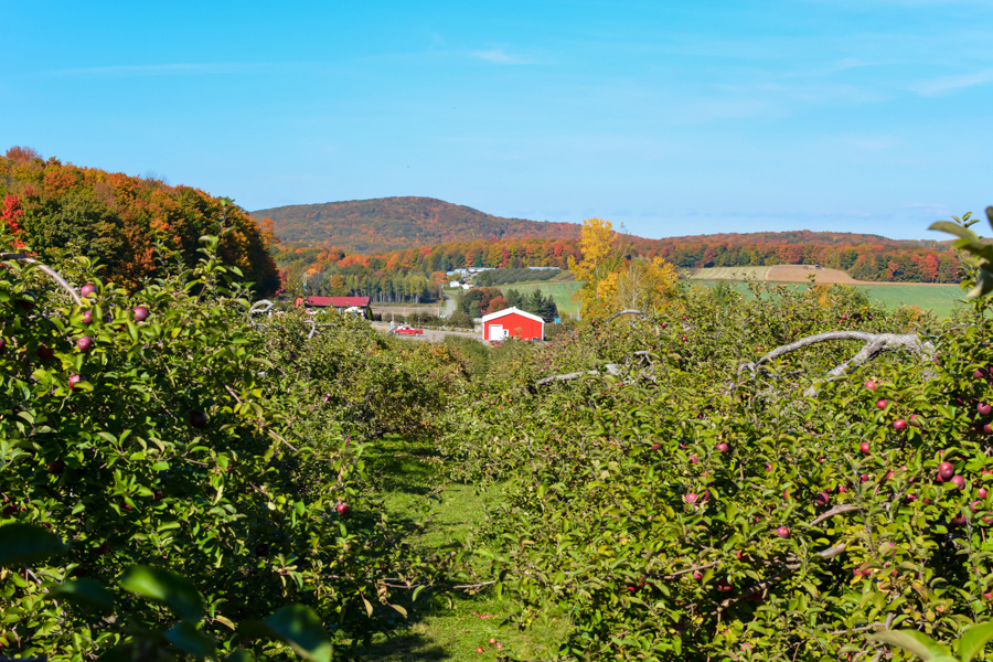 Labonté de la pomme