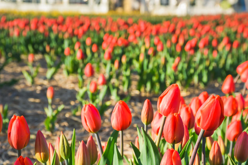 Laval au printemps tulipes