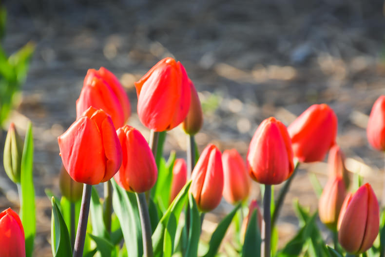 Laval au printemps tulipes