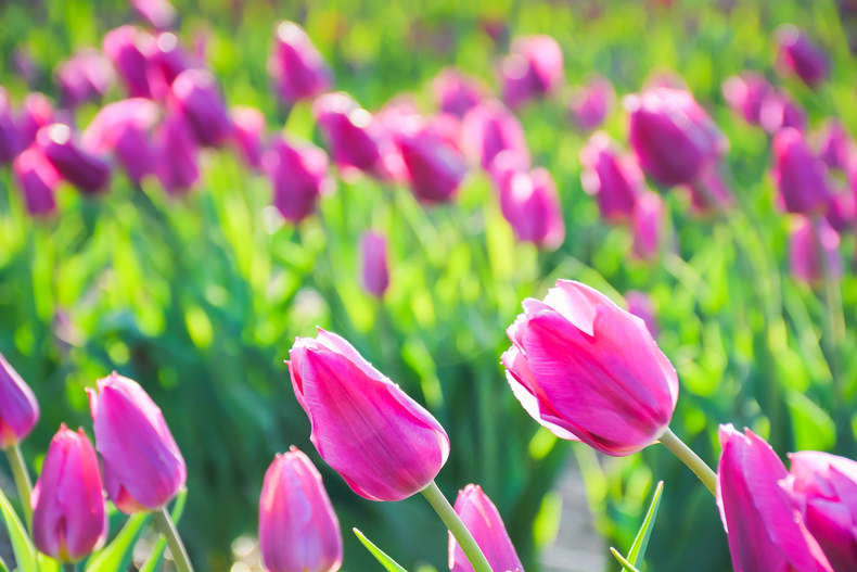 Laval au printemps tulipes