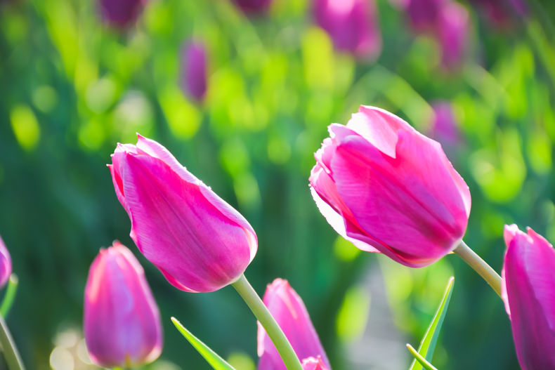 Laval au printemps tulipes