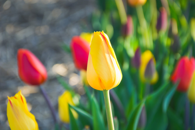 Laval au printemps tulipes