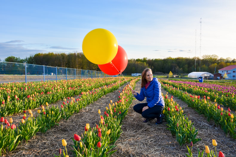 Laval au printemps tulipes