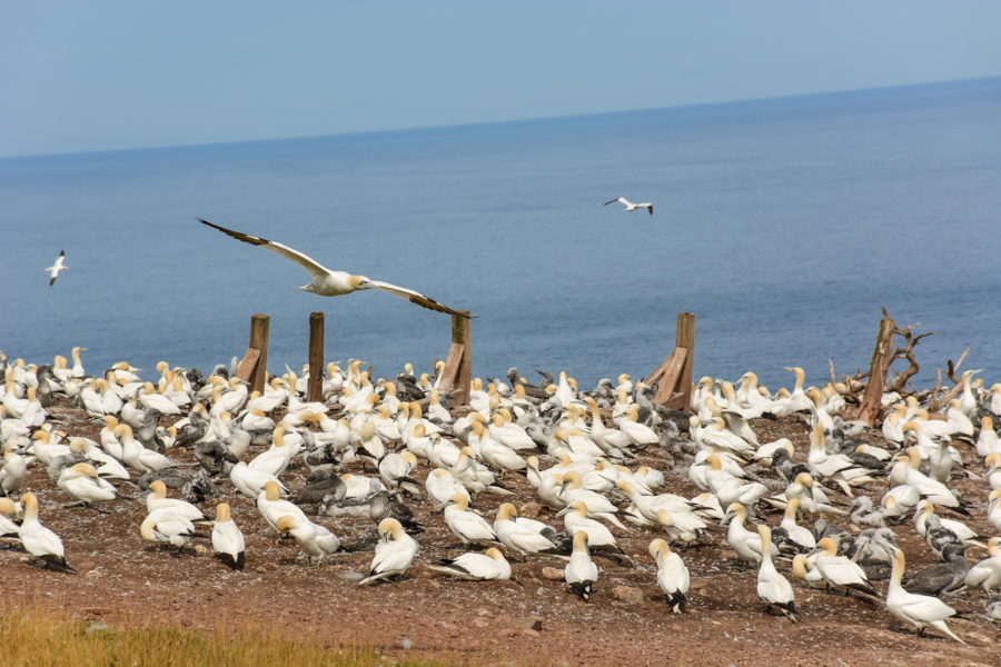 fous de Bassan tourisme animalier