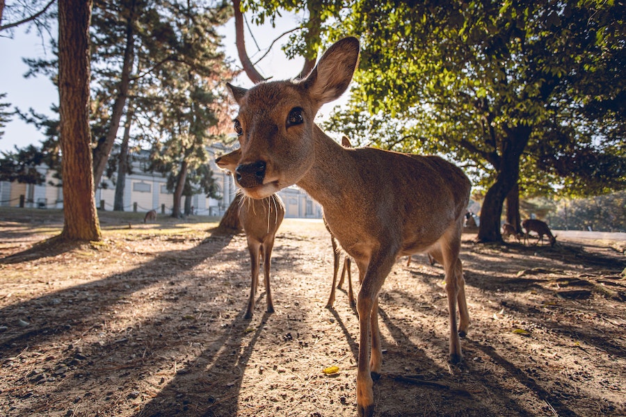 cerfs de Nara destinations où côtoyer des animaux sauvages sans leur milieu naturel