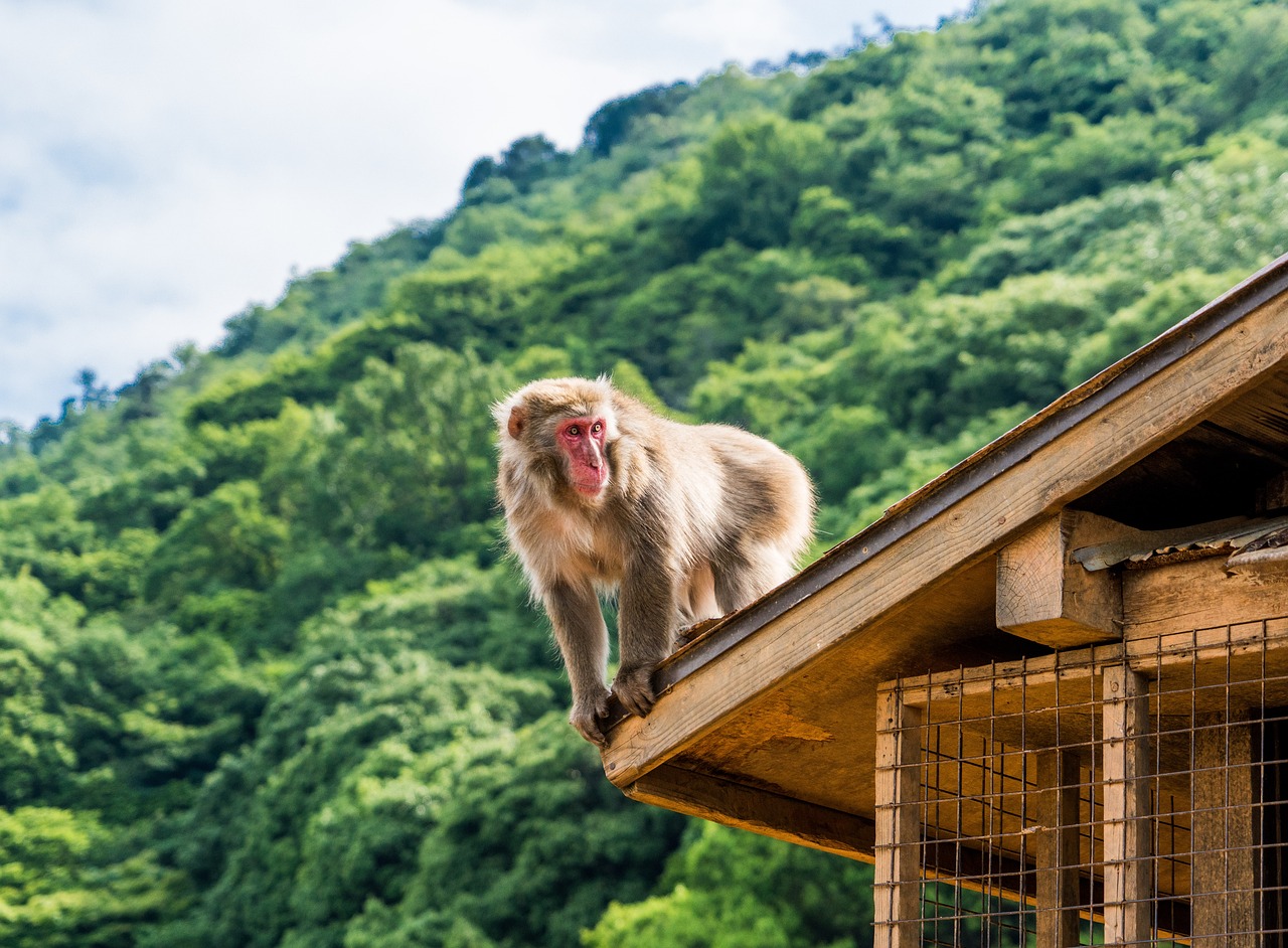 Singes Arashiyama destinations où côtoyer des animaux sauvages sans leur milieu naturel