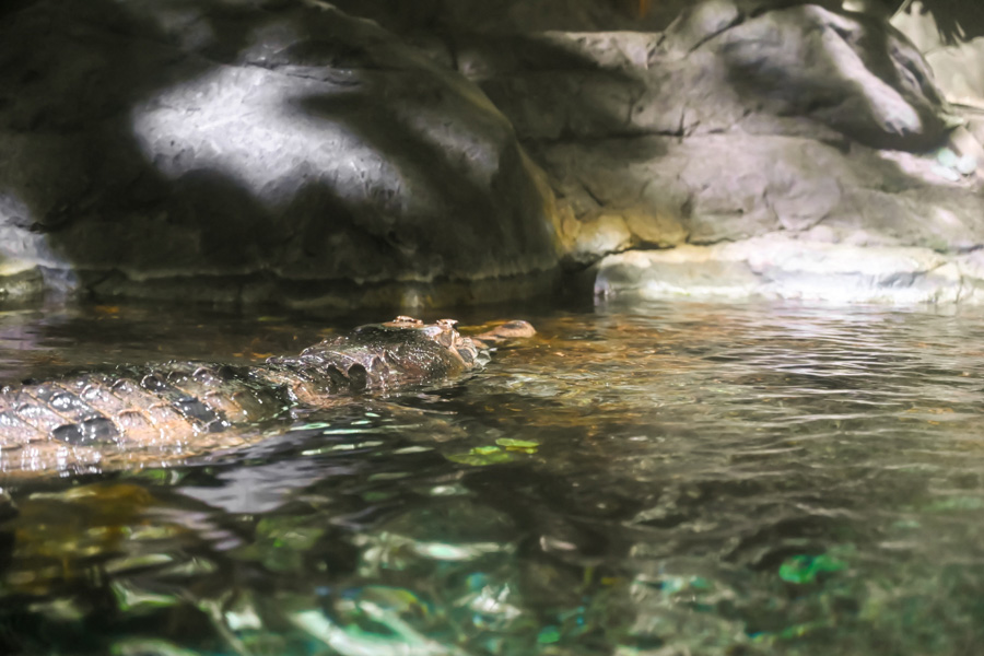 Aquarium de Virginia Beach