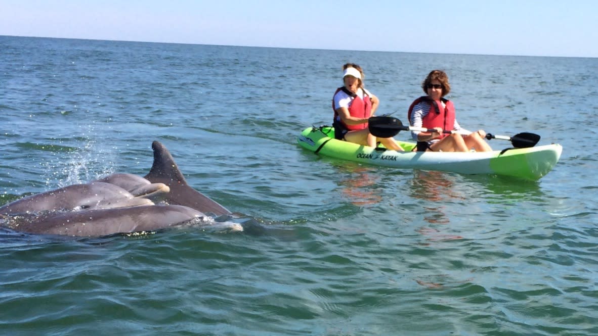 Chesapean outdoors kayak dauphins