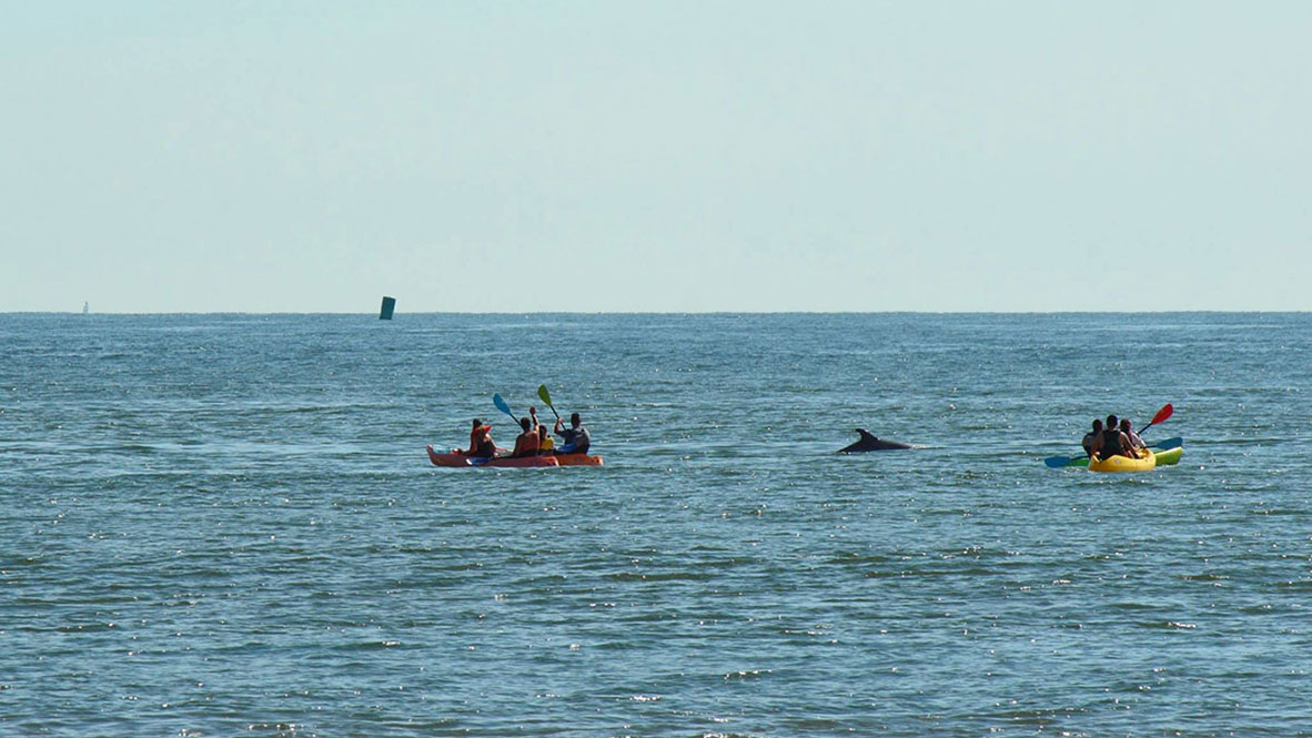 Chesapean outdoors kayak dauphins