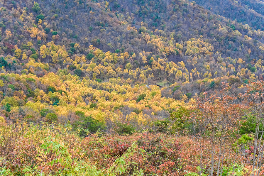 parc national de Shenandoah automne