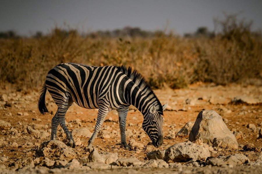 Voyage en Namibie - Safari